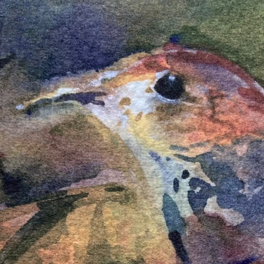 HOST PICK “Birdwatcher” Watercolor Reproduction 4 inches x 6 inches - Picture 2 of 3